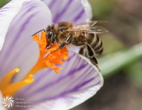 /album/makro-macro/na-lov-za-nektar-catching-nectar-jpg1/